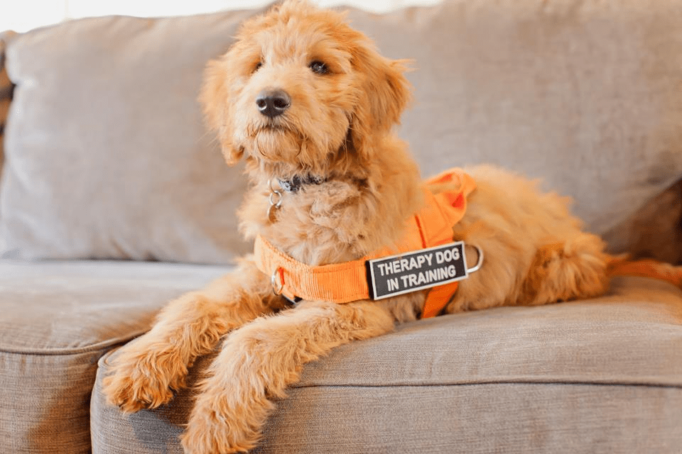Family & Therapy Goldendoodle Matching Guidance