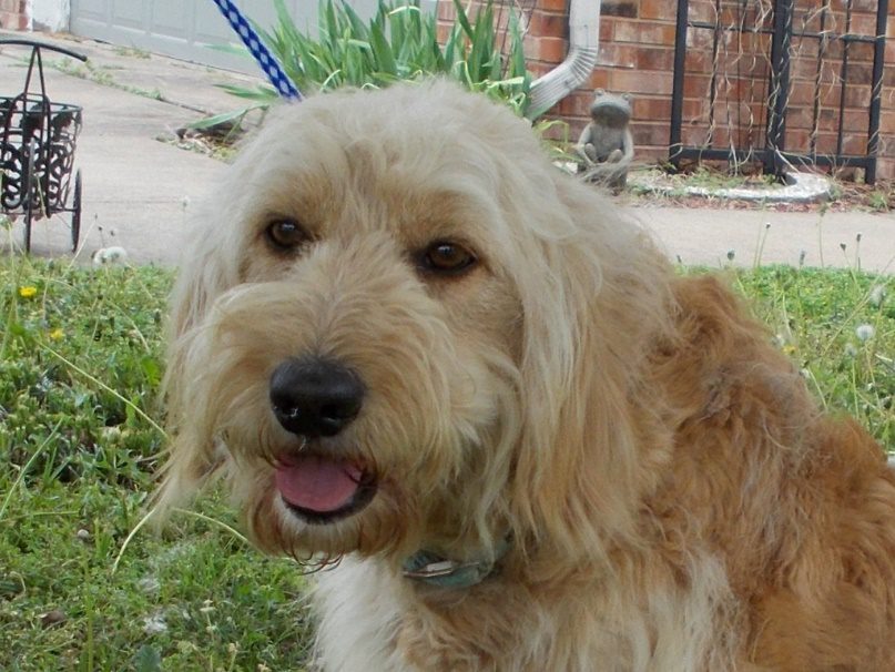F1 standard Goldendoodle