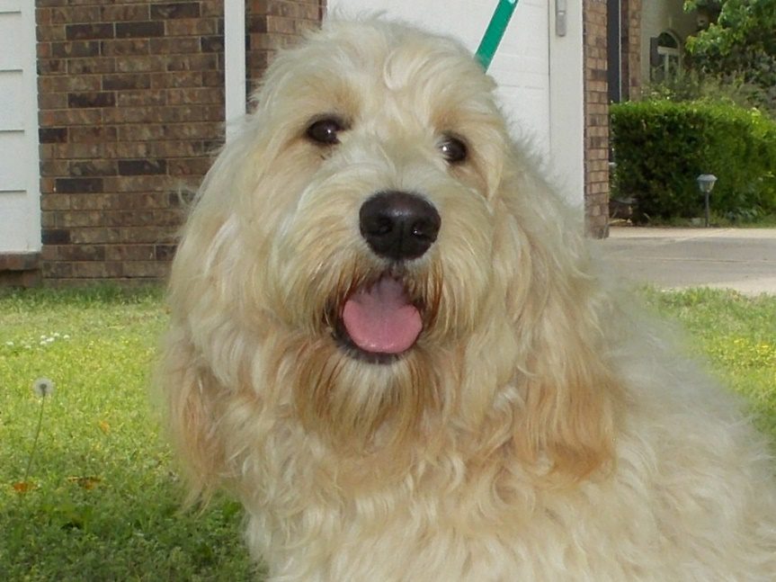 F1 standard English Cream Teddy Bear Goldendoodle