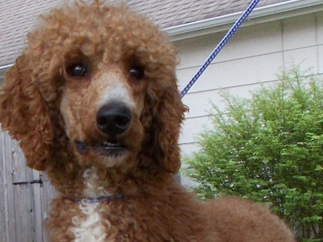 Standard AKC red Poodle