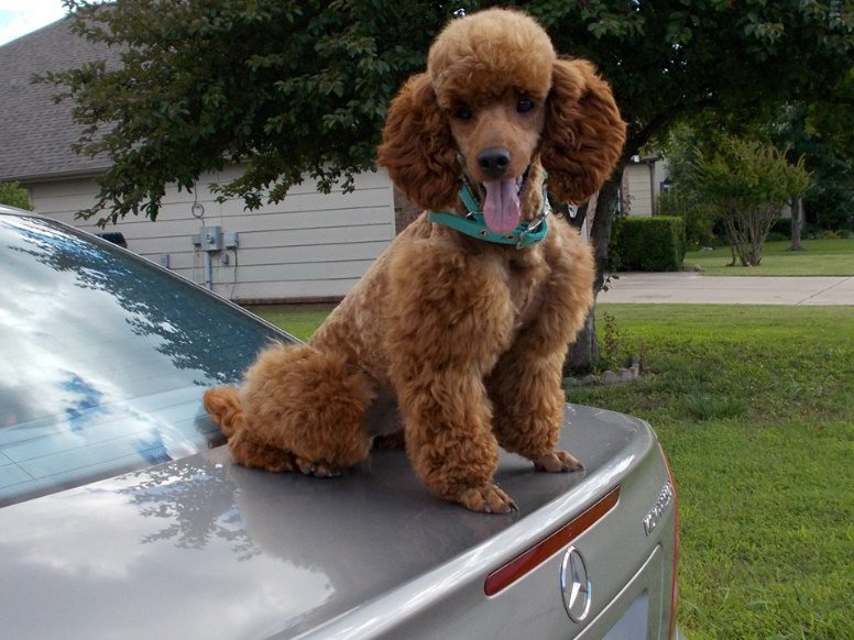 Miniature red AKC Poodle