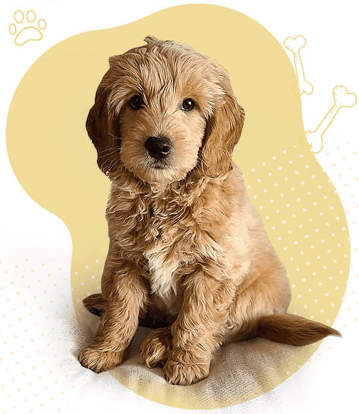 Why Families Choose Our Golden Doodles
